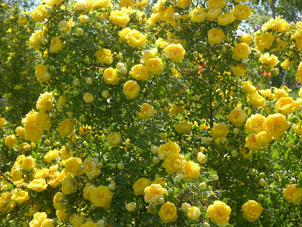 Rose foetida persiana