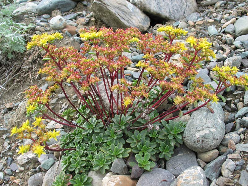 Седум гибридный Sedum hybridum