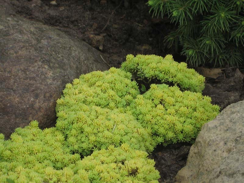 Седум испанский Sedum hispanicum Aureum