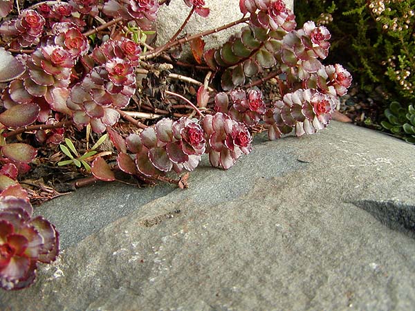 Седум ложный Sedum spurium Purple Carpet