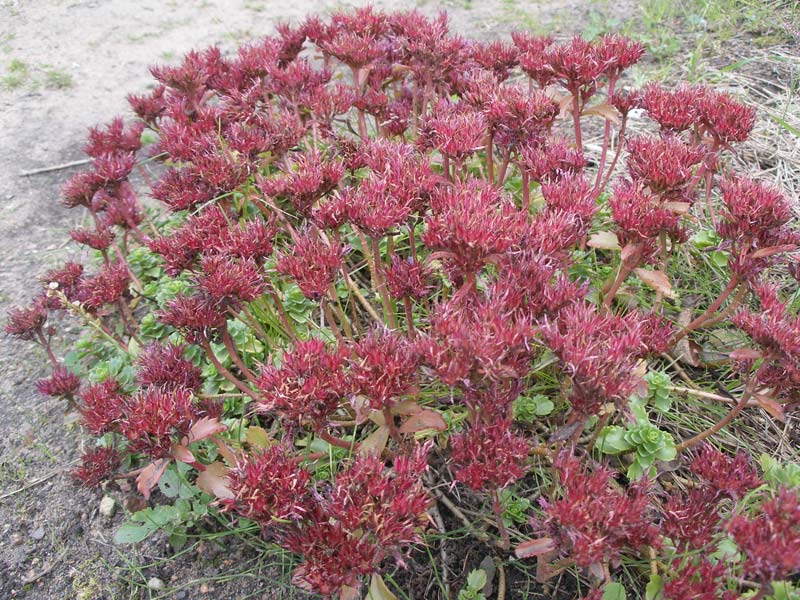 Седум ложный Sedum spurium Schorblusser Blut