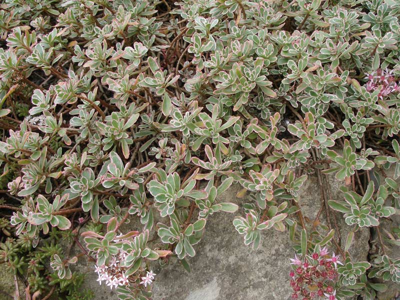 Седум ложный Sedum spurium Tricolor