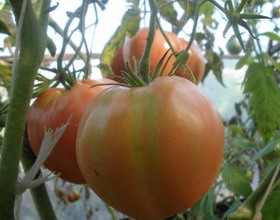семена томатов в теплице