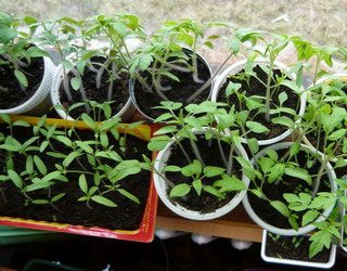 Проращиваем разные сорта семян томатов на подоконнике