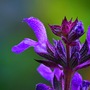 Salvia nemorosa