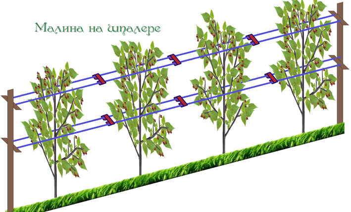 Шпалера для малины