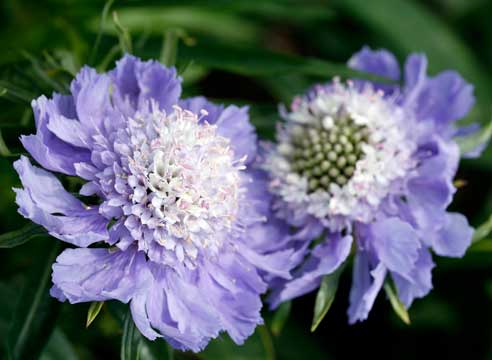 Скабиоза кавказская (Scabiosa caucasica)