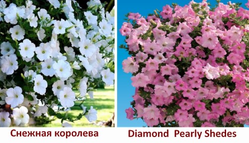 Снежная королева и Diamond Pearly Shedes