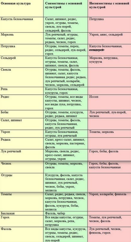 совместимость овощных культур на одной грядке