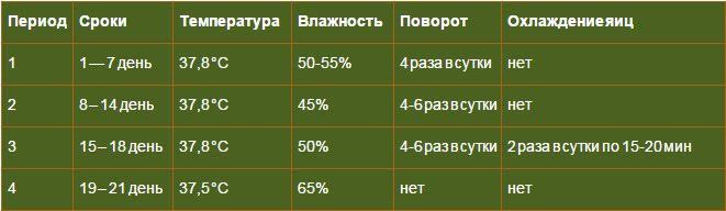 стадии инкубации куриного яйца 2