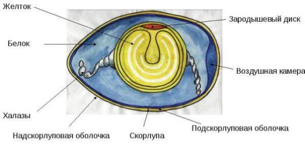 Строение куриного яйца