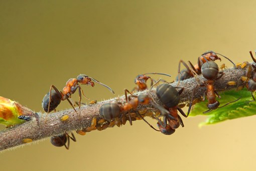 как избавиться от тли и муравьев