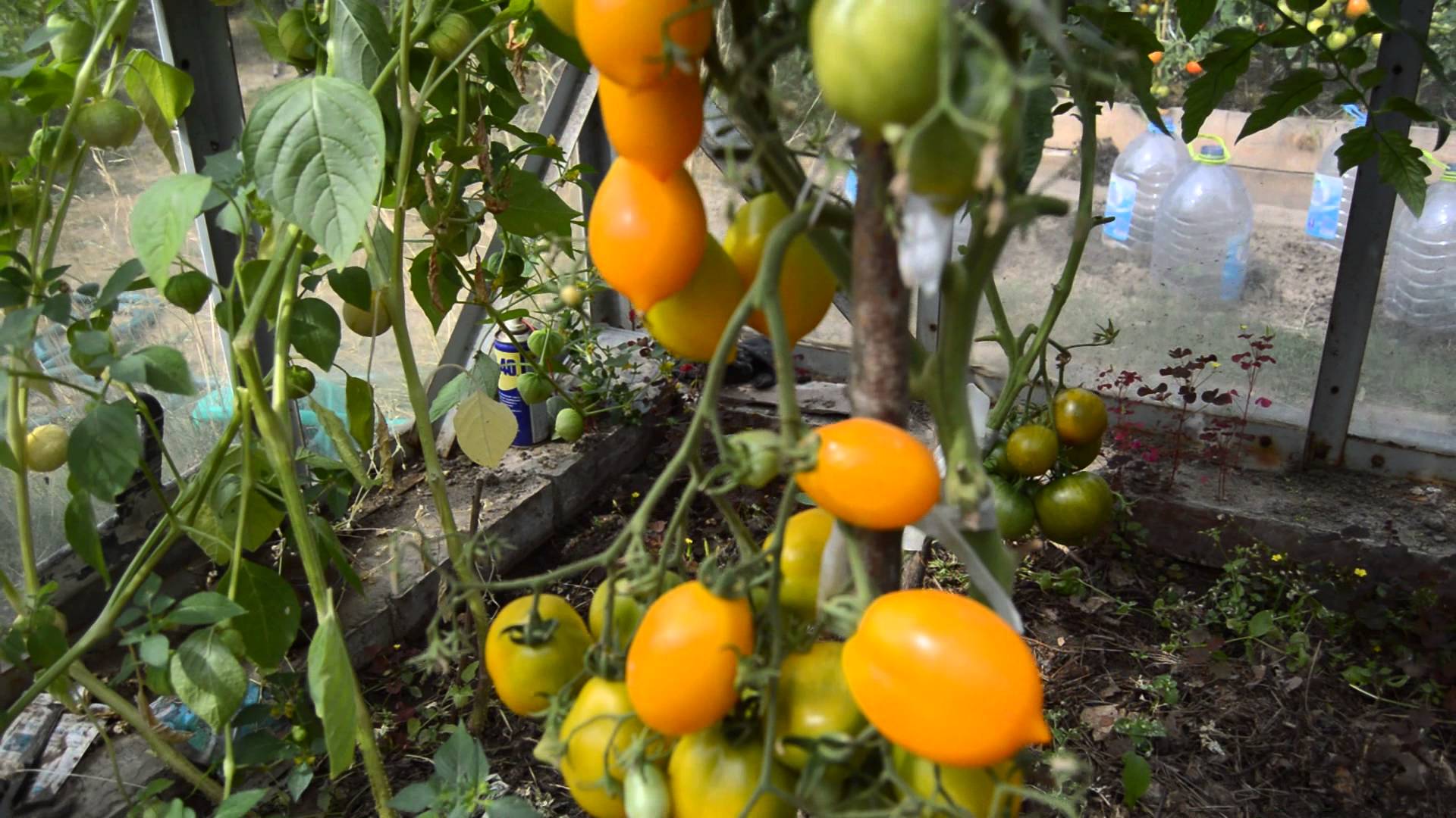 Лучшие сорта лиановидных томатов: посадка и уход