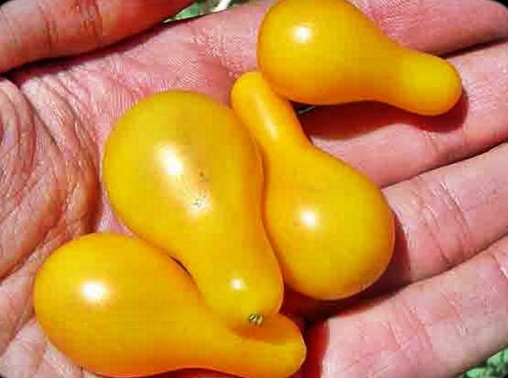 Томат Желтая Груша Yellow Pear