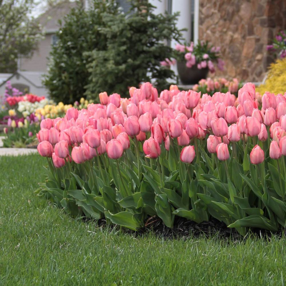 Tulip Mystic Van Eijk