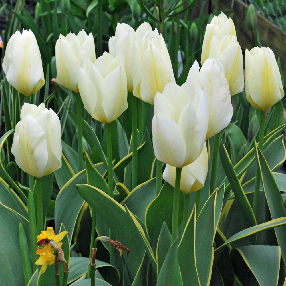 Tulip Purissima Design