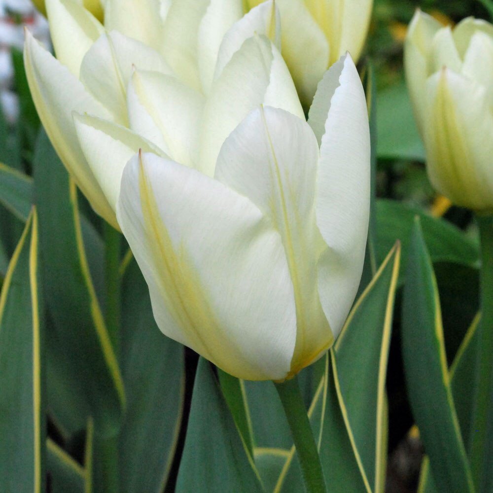 Tulip Purissima Design