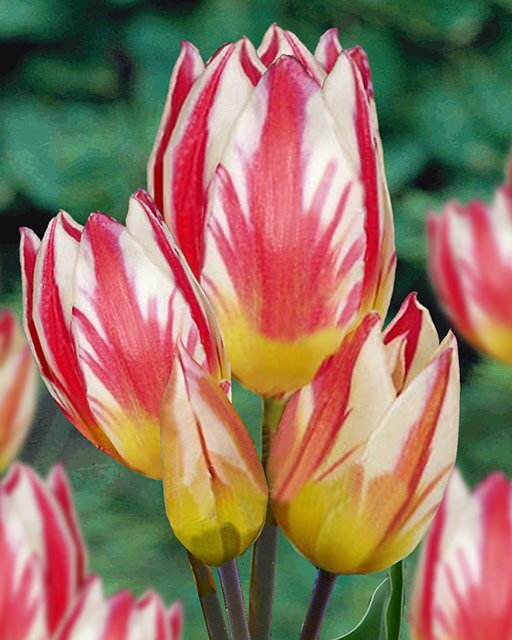 Tulip Tricolette