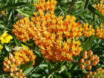 Ваточник клубненосный (A. tuberosa)