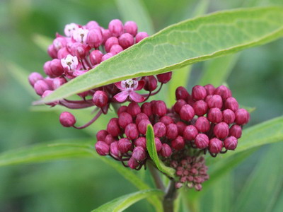 Ваточник мясокрасный или инкарнатный (A. incarnata)