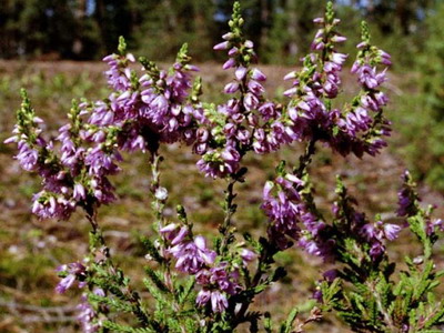 Вереск обыкновенный (Calluna vulgaris).