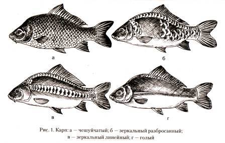 Виды карпов