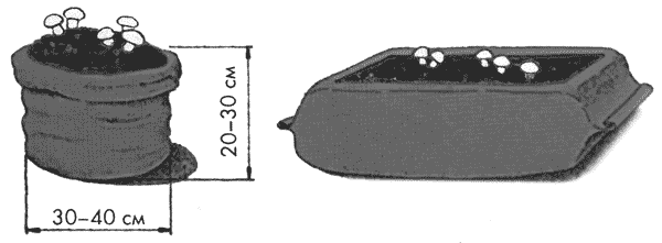 выращиваем шампиньоны в саду