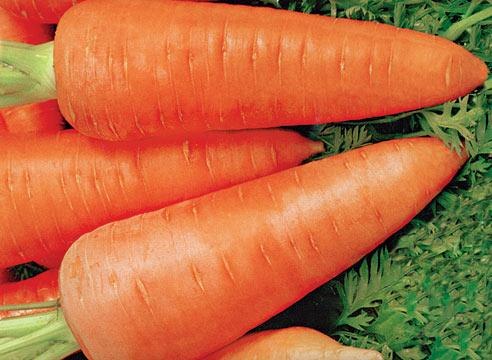 Закупаем семена. Сорта моркови