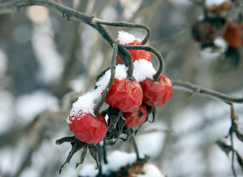 Зимние картины сада, Шиповник