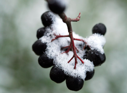 Зимние картины сада, Рябина черноплодная